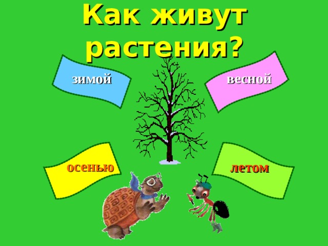 Презентация как живут растения. Для дошкольников 