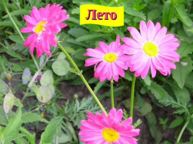 Лето 