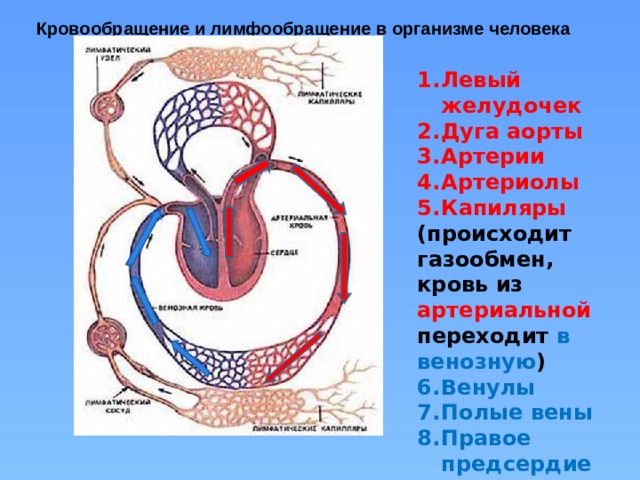 Роль кровообращения в организме. Сосудистая система лимфообращение 8 класс. Система кровообращения и лимфообращения. Схема крово и лимфообращения. Схема связи кровообращения и лимфообращения.