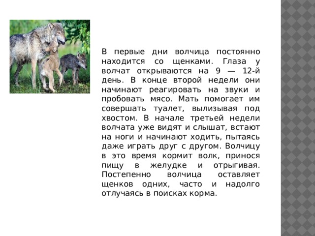 В первые дни волчица постоянно находится со щенками. Глаза у волчат открываются на 9 — 12-й день. В конце второй недели они начинают реагировать на звуки и пробовать мясо. Мать помогает им совершать туалет, вылизывая под хвостом. В начале третьей недели волчата уже видят и слышат, встают на ноги и начинают ходить, пытаясь даже играть друг с другом. Волчицу в это время кормит волк, принося пищу в желудке и отрыгивая. Постепенно волчица оставляет щенков одних, часто и надолго отлучаясь в поисках корма. 