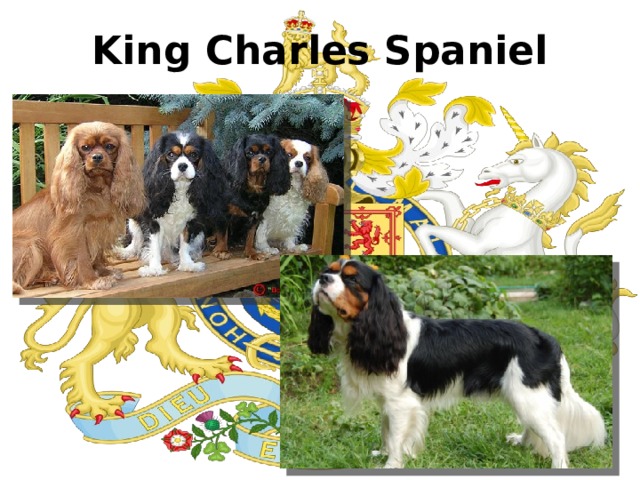 King Charles Spaniel 