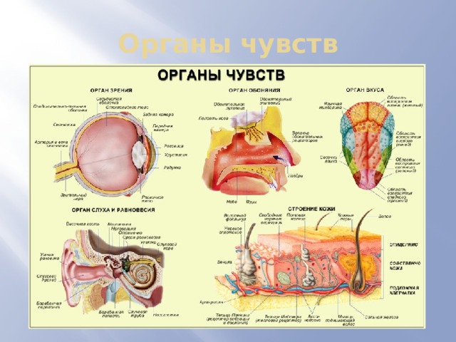 Органы чувств человека 3 класс презентация