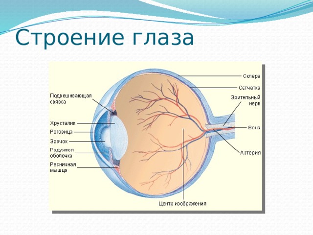 Строение глаза 