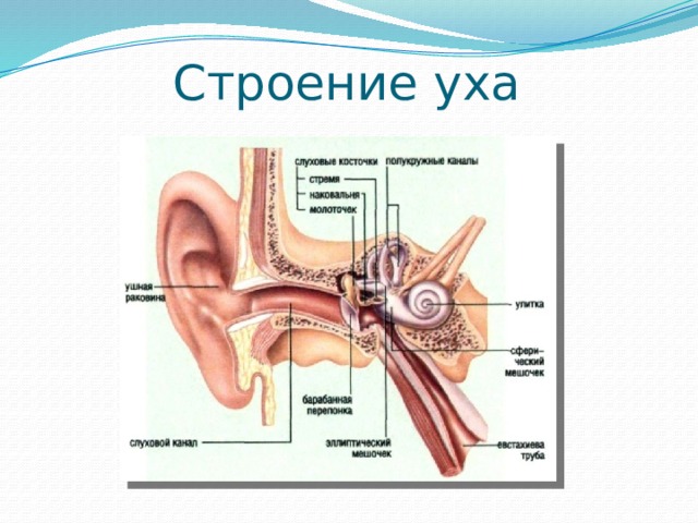 Анатомия уха человека презентация