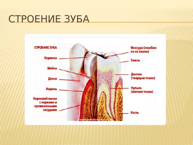 Строение зуба 7. Строение зуба.