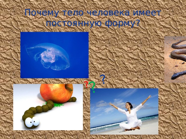 ?  ? ? Почему тело человека имеет постоянную форму? 