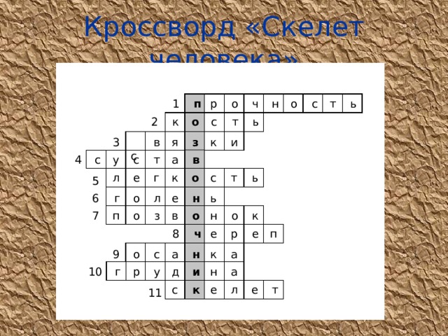 Кроссворд «Скелет человека»  ь т  о  н  ч  о р  п  с 1 т  о ь с к 2 3 к я  и  з  с  в  с у  с  т а  в 4  е  ь т с  о  г к л 5 ь  н е  о  г  л 6 7  к п  о  з в  о н  о  р  е п е  ч 8 9  о  с а  н к  а д  а н  и  р  у  г 10 с  к е  л  е  т 11 