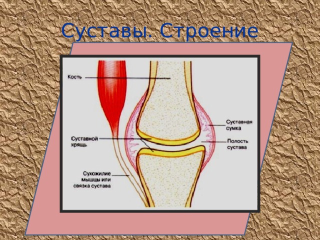 Суставы. Строение 