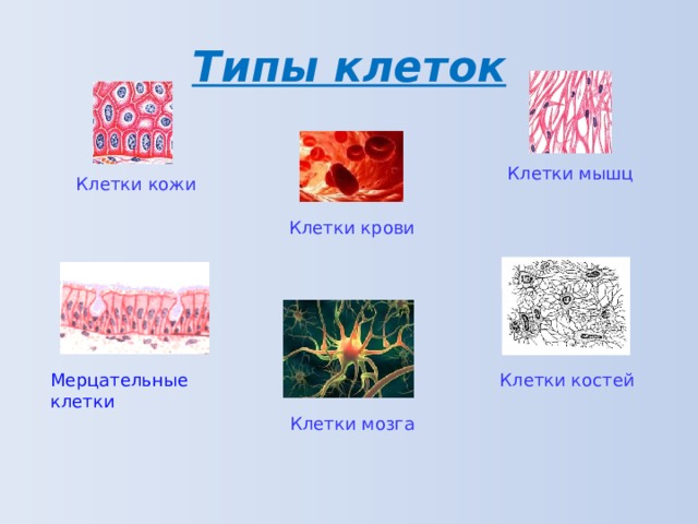 Типы клеток. Виды клеток. Типа клеточкам. Виды клеток человека. 4 Вида клеток.