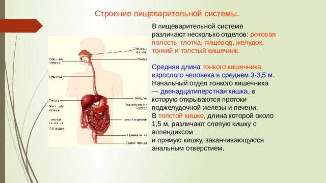 Сколько кишечников в организме человека. Длина пищеварительной системы у взрослого человека. Длина кишечника у взрослого человека составляет в среднем. Длина тонкого кишечника у взрослого человека составляет. Длина тонкого кишечника взрослого человека составляет в среднем.