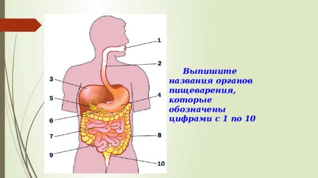 Ниже перечислены органы. Выписать названия органов пищеварительный которые обозначают цифры. Органы пищеварения с цифрами. Название органа который обозначен цифрой 6. Назови органы обозначенные цифрами.