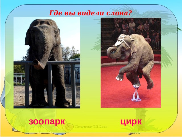 Где вы видели слона? зоопарк цирк  