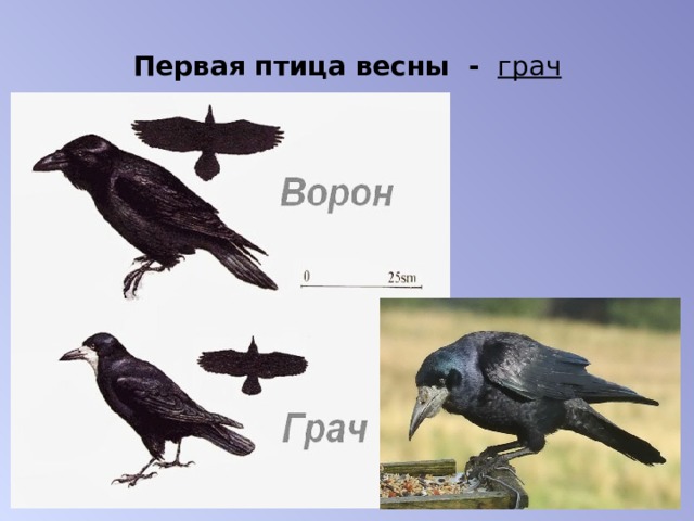 Ворон и грач разница. Грач и ворона. Отличие ворона от Грача. Отличие Грача от вороны. Отличие Грача от черной вороны.