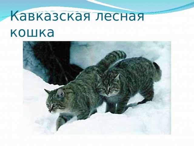 Лесной кот описание