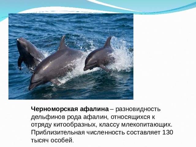 Дельфин относится к группе животных. Разновидности дельфинов. Породы дельфинов в черном море. Черноморские дельфины разновидности. В ды дельфинов Черноморские.