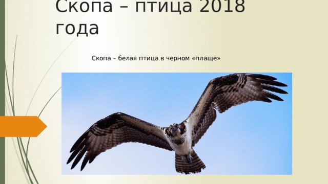 Скопа – птица 2018 года Скопа – белая птица в черном «плаще» 