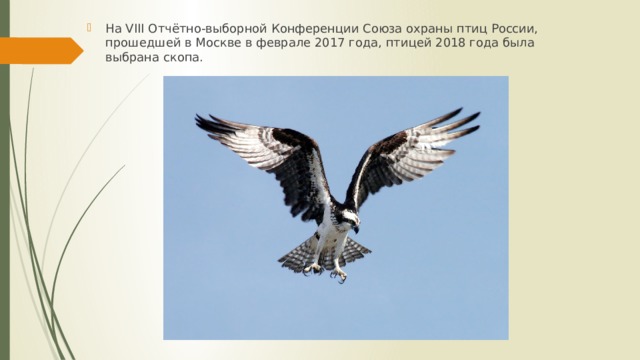 На VIII Отчётно-выборной Конференции Союза охраны птиц России, прошедшей в Москве в феврале 2017 года, птицей 2018 года была выбрана скопа. 