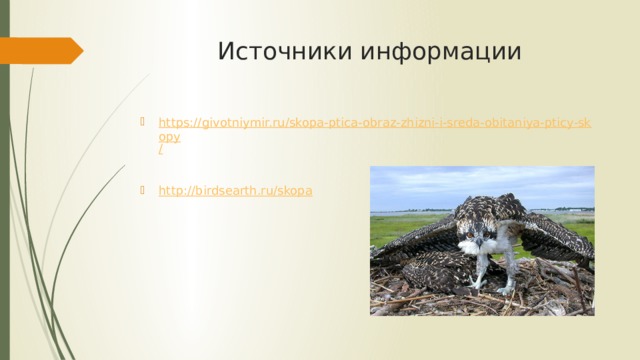 Источники информации https://givotniymir.ru/skopa-ptica-obraz-zhizni-i-sreda-obitaniya-pticy-skopy / http:// birdsearth.ru/skopa 