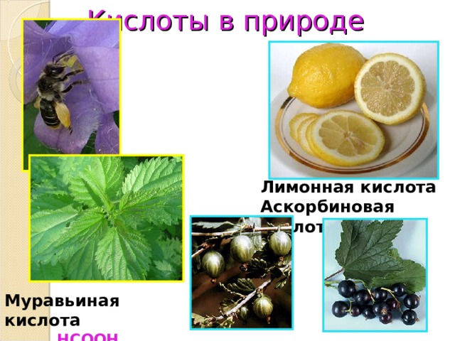Кислоты в природе Лимонная кислота Аскорбиновая кислота Муравьиная кислота НСООН