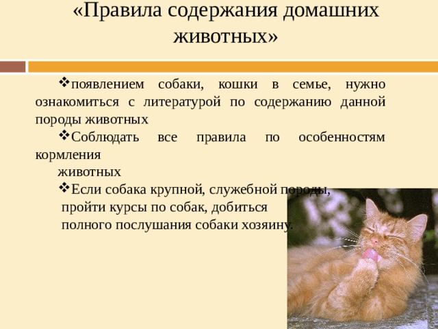 3 правила кошек