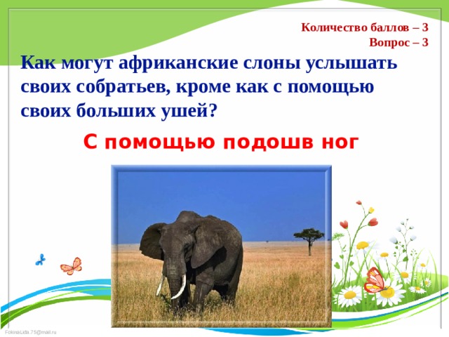 Количество баллов – 3 Вопрос – 3 Как могут африканские слоны услышать своих собратьев, кроме как с помощью своих больших ушей? С помощью подошв ног 