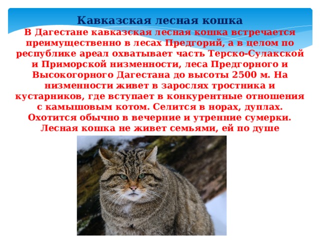Лесной кот описание