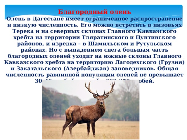 Олень какой описание. Благородный олень Дагестан. Кавказский благородный олень. Олень благородный описание. Описание оленя.