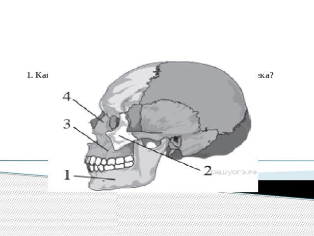1. Какой цифрой обозначена скуловая кость черепа человека?     