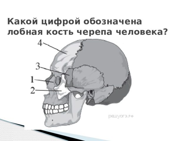    Какой цифрой обозначена лобная кость черепа человека?   