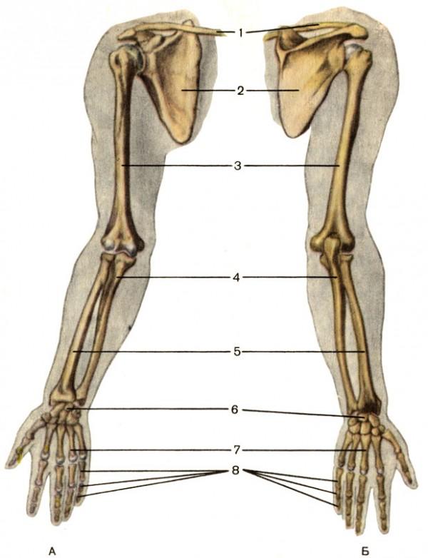 Какой цифрой на рисунке обозначена лучевая кость