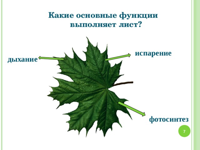 Какие основные функции выполняет лист? испарение дыхание фотосинтез   