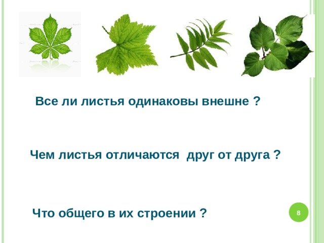     Все ли листья одинаковы внешне ? Чем листья отличаются друг от друга ?  Что общего в их строении ?  