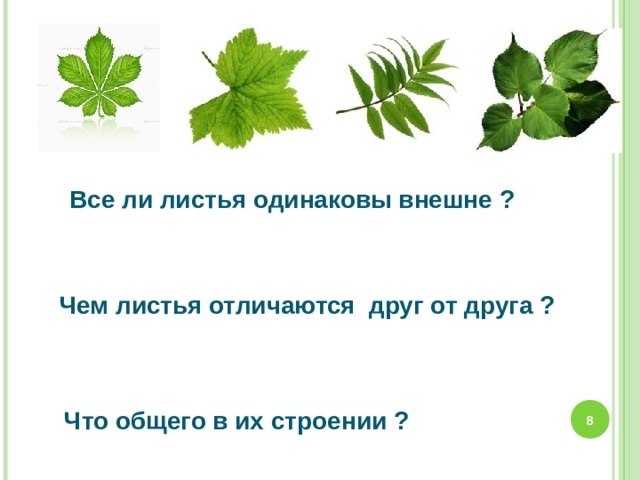 Чем отличаются листья. Чем отличается лист от страницы. Листы листья разница. Лист и страница разница.