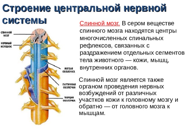 В какую систему органов входит спинной мозг
