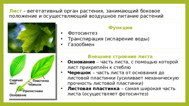 Воздушное питание тест 6 класс. Лист вегетативный орган растения. Строение и функции листьев. Фотосинтез.. Лист строение листа функции листа. Строение листовой пластинки фотосинтез.