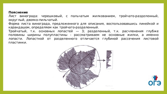 Рассмотрите фотографию листа винограда выберите характеристики а тип листа 1 черешковый 2 сидячий