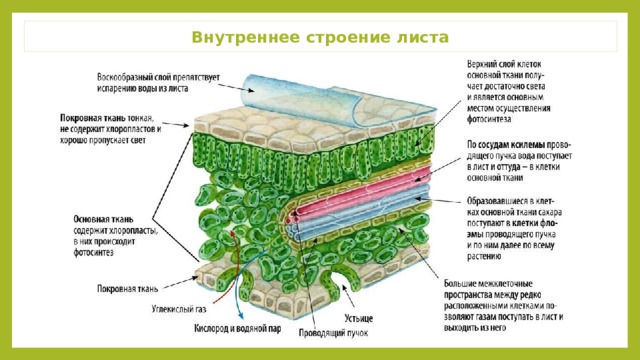 Охарактеризуйте взаимосвязь внутреннего строения листа. Мезоморфная структура листа. Строение листа салата. Лист внутреннее строение понятия. Лист внутреннее строение КГЭ.