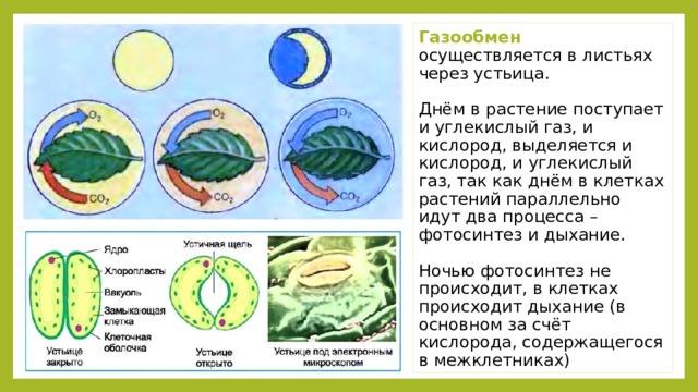 В листьях происходит. Газообмен у растений. Газообмен листа. Газообмен у растений происходит через. Процесс газообмена у растений.