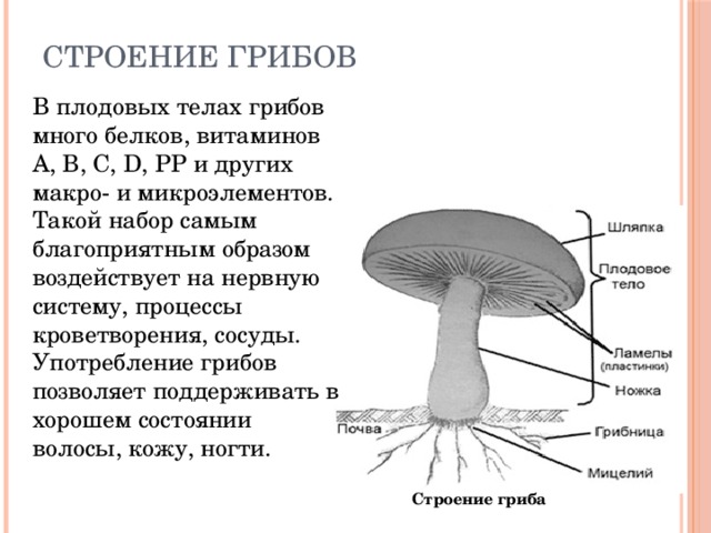 Каковы особенности строения тела гриба. Строение грибов 7 класс биология. Строение гриба. Строение тела гриба. Структура плодового тела гриба.