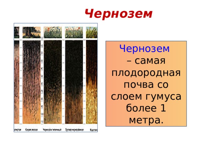 Чернозем Чернозем – самая плодородная почва со слоем гумуса более 1 метра. 