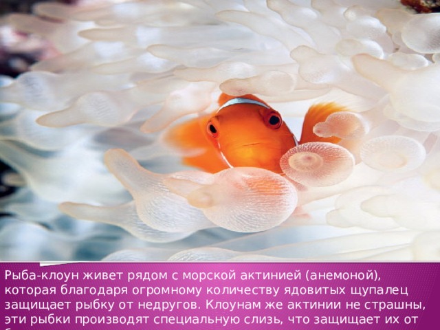 Рыба-клоун живет рядом с морской актинией (анемоной), которая благодаря огромному количеству ядовитых щупалец защищает рыбку от недругов. Клоунам же актинии не страшны, эти рыбки производят специальную слизь, что защищает их от болезненных укусов 