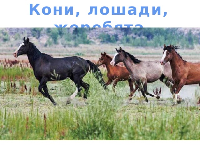 Кони, лошади, жеребята 
