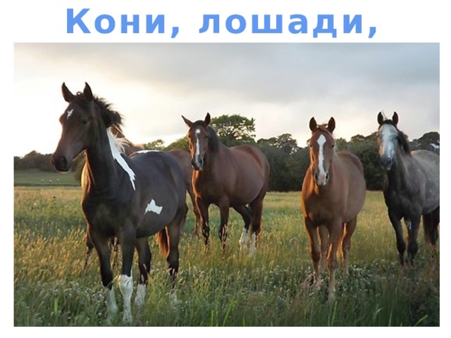 Кони, лошади, жеребята 