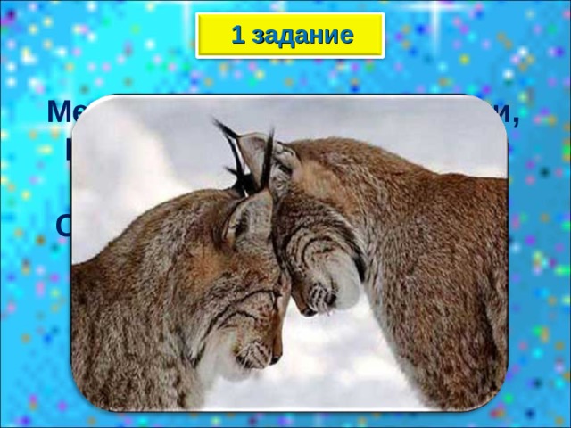 1 задание  Меньше тигра, больше кошки, Над ушами – кисти – рожки, С виду кроток, но не верь; Страшен в гневе этот зверь!  