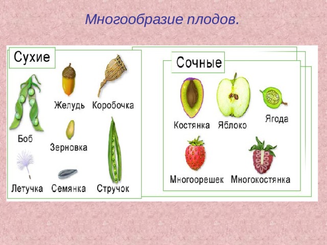 Виды плодов. Плоды сухие и сочные таблица. Разнообразие плодов 6 класс биология. Классификация плодов цветковых растений. Признаки сухих многосемянных плодов.