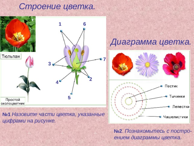 Диаграмма цветка лука