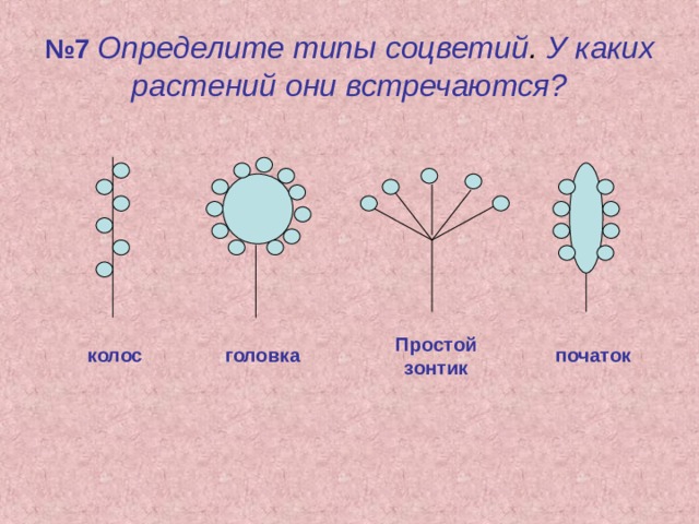 Генеративные органы цветки соцветия