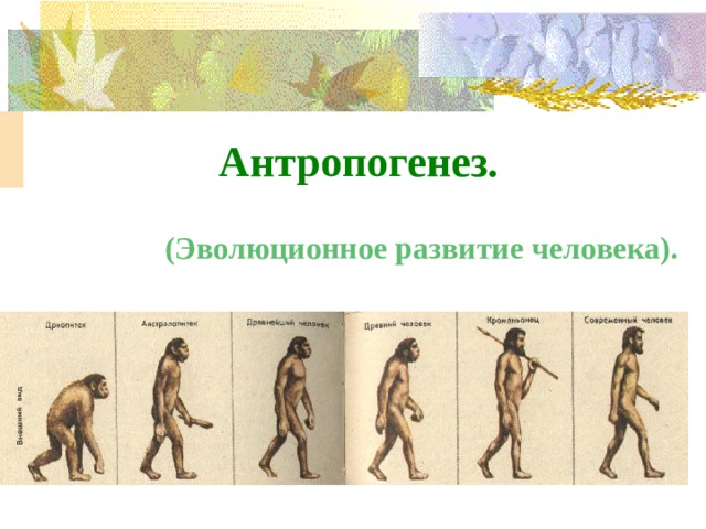 Антропогенез. (Эволюционное развитие человека). 