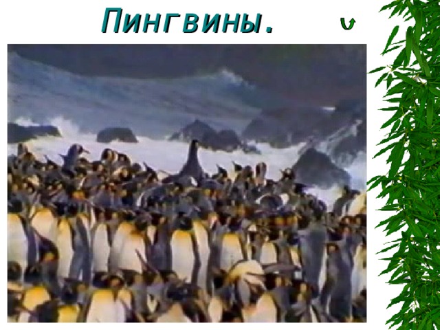 Пингвины. 