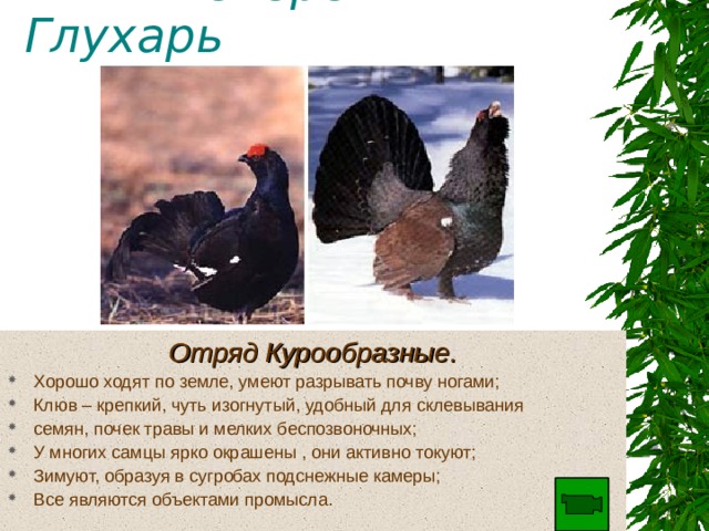Презентация к занятиюЭкологические группы птиц